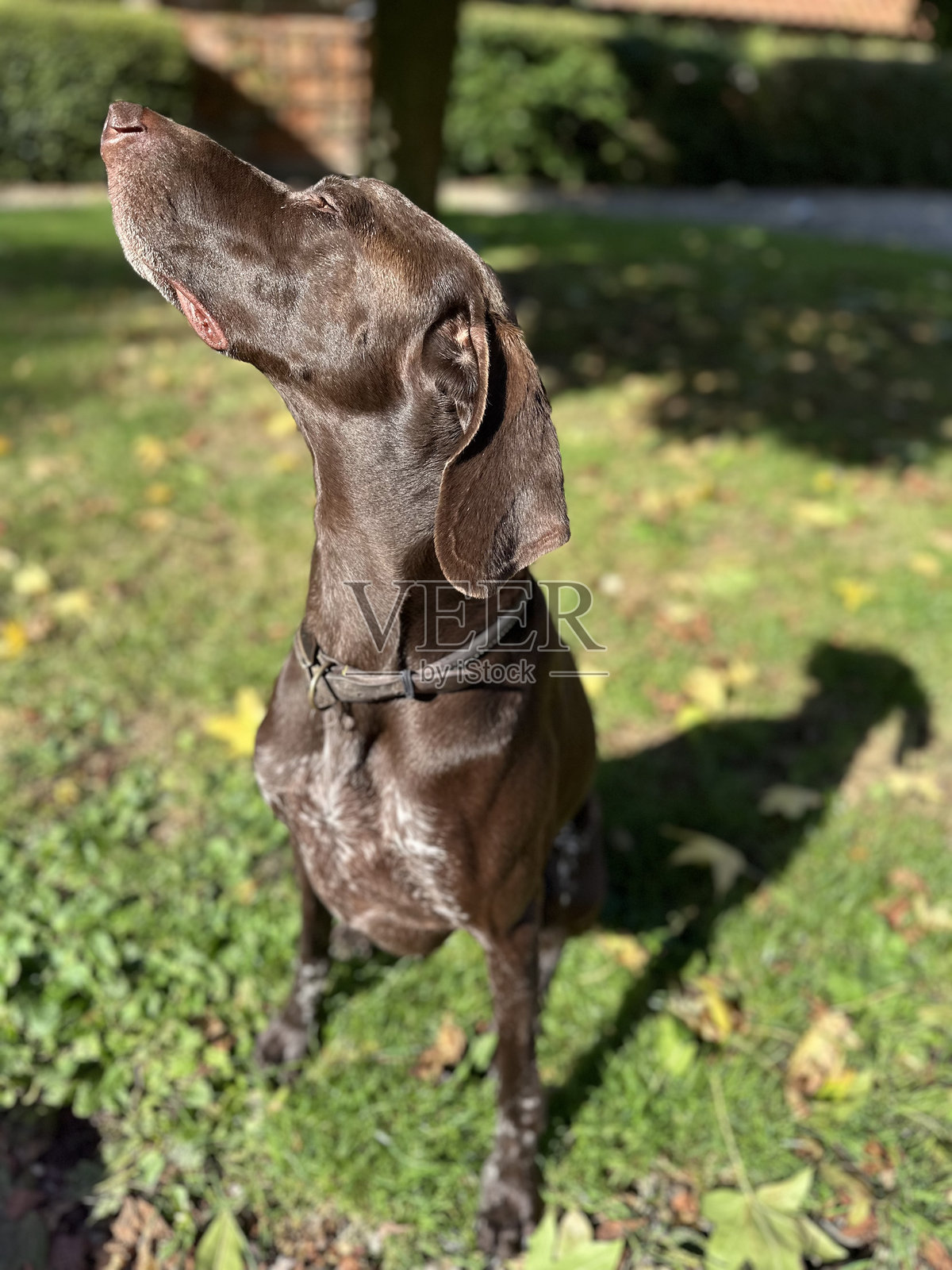 德国短毛指针犬照片摄影图片
