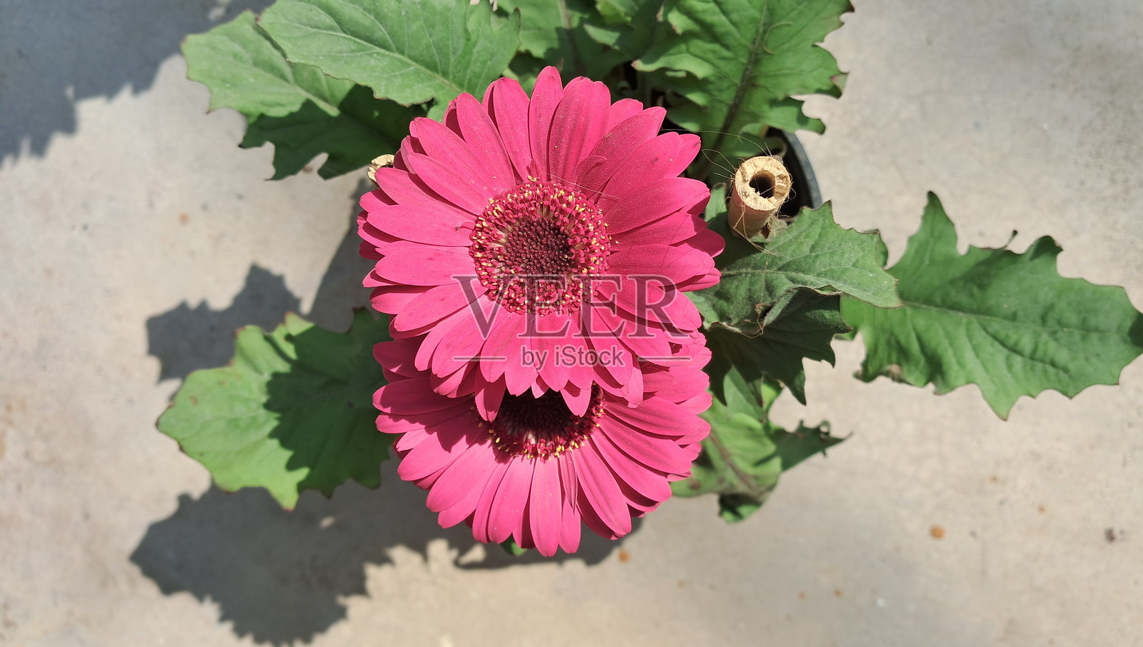 粉色的非洲菊花在绿色叶子背景上盛开照片摄影图片