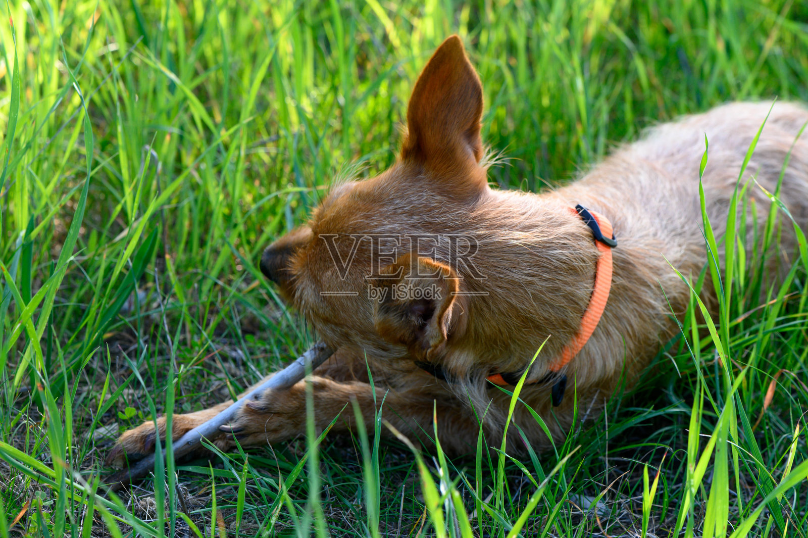 快乐的狗狗在阳光明媚的下午,嘴里叼着一根棍子,享受着绿色的田野。照片摄影图片