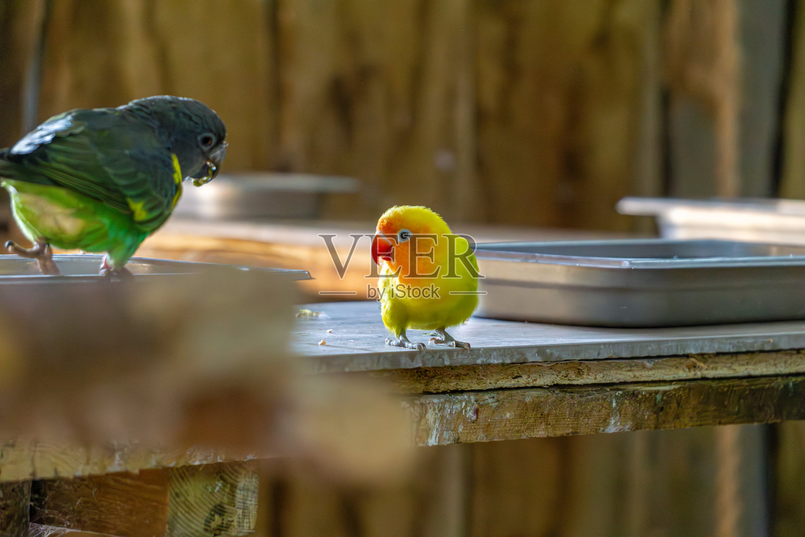 两只小鹦鹉在吃饭照片摄影图片