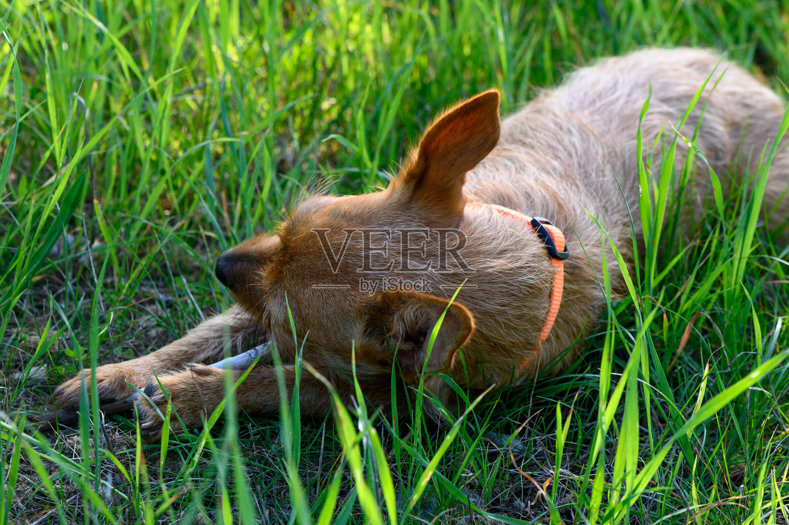 狗在阳光明媚的绿草地上伸展身体,四周环绕着郁郁葱葱的草丛,正值温暖的下午。照片摄影图片