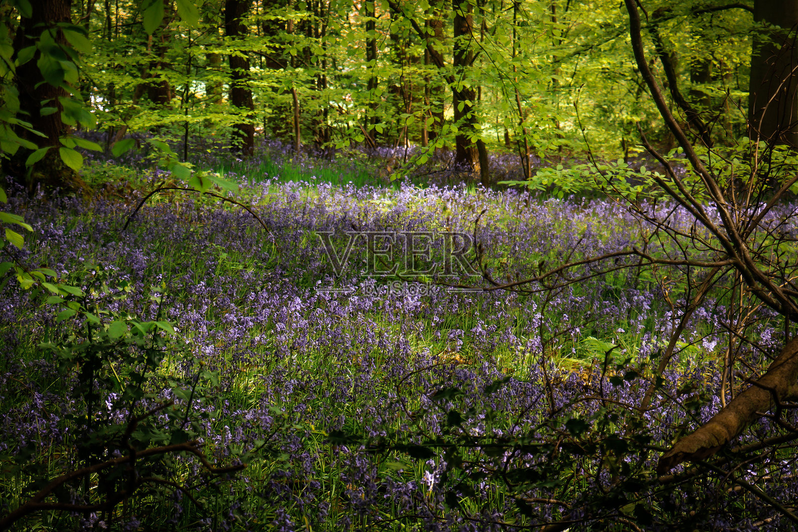 蓝铃花照片摄影图片