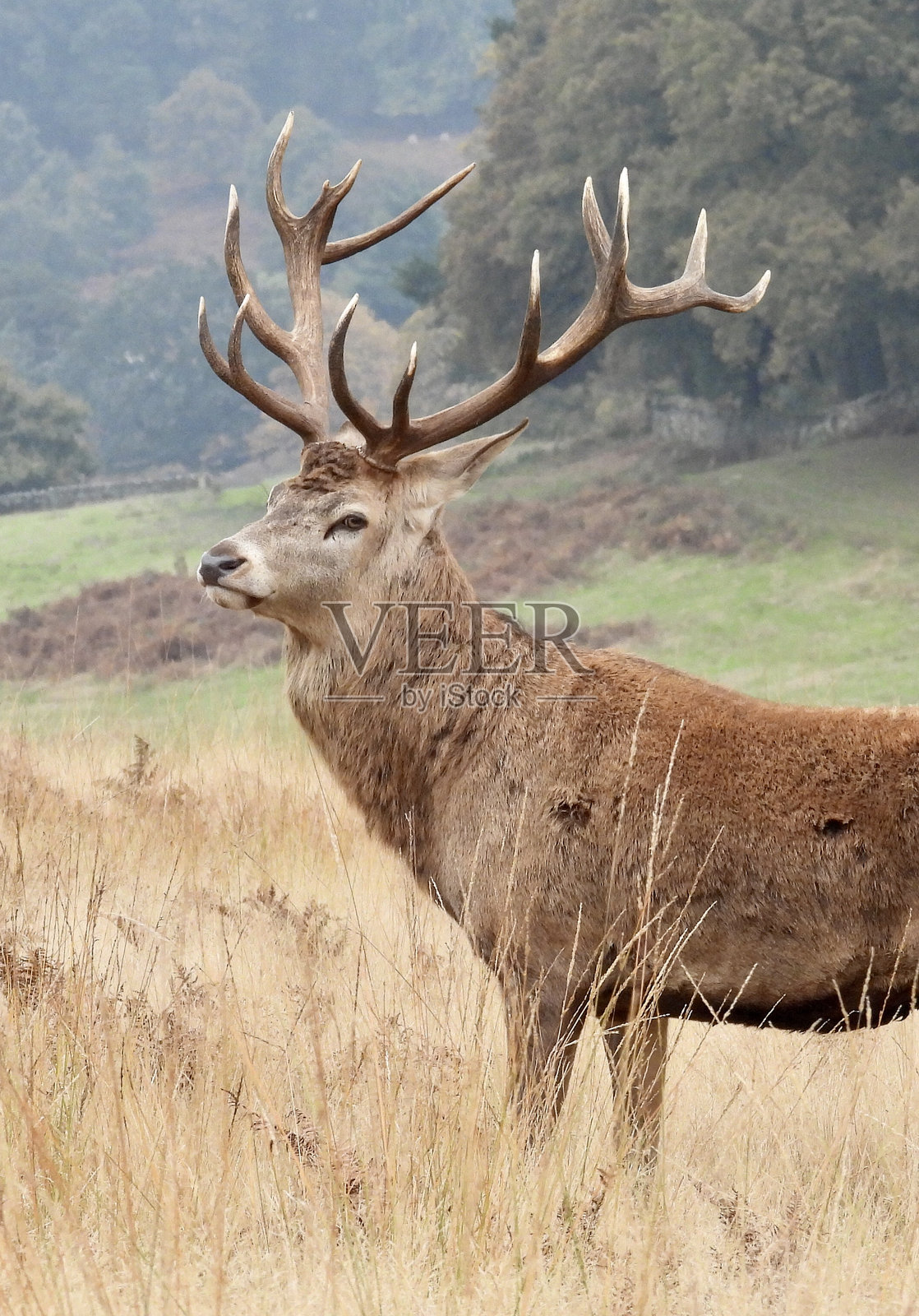 在草地上侧身摆姿势的皇家红鹿雄鹿照片摄影图片