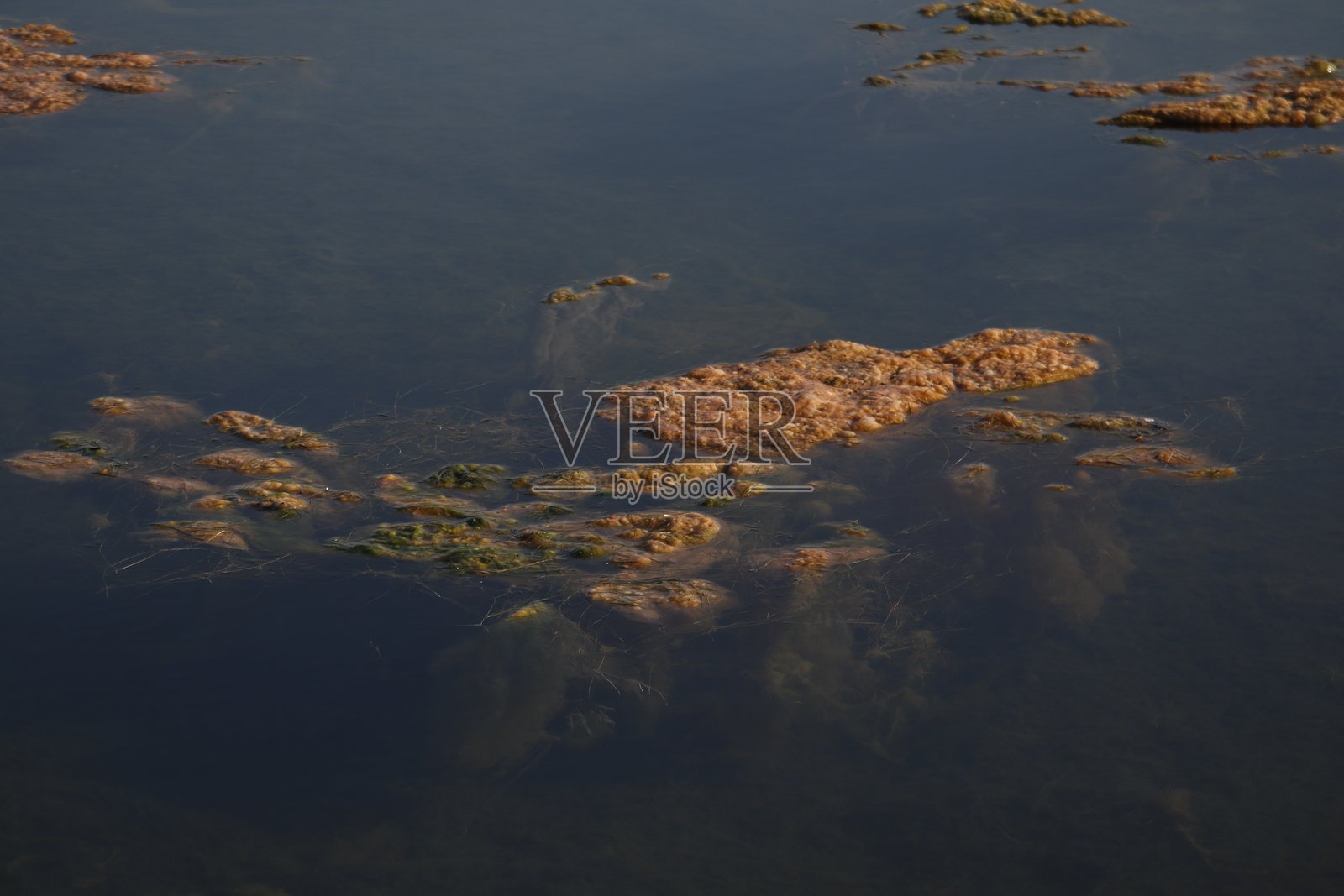 海洋藻类照片摄影图片