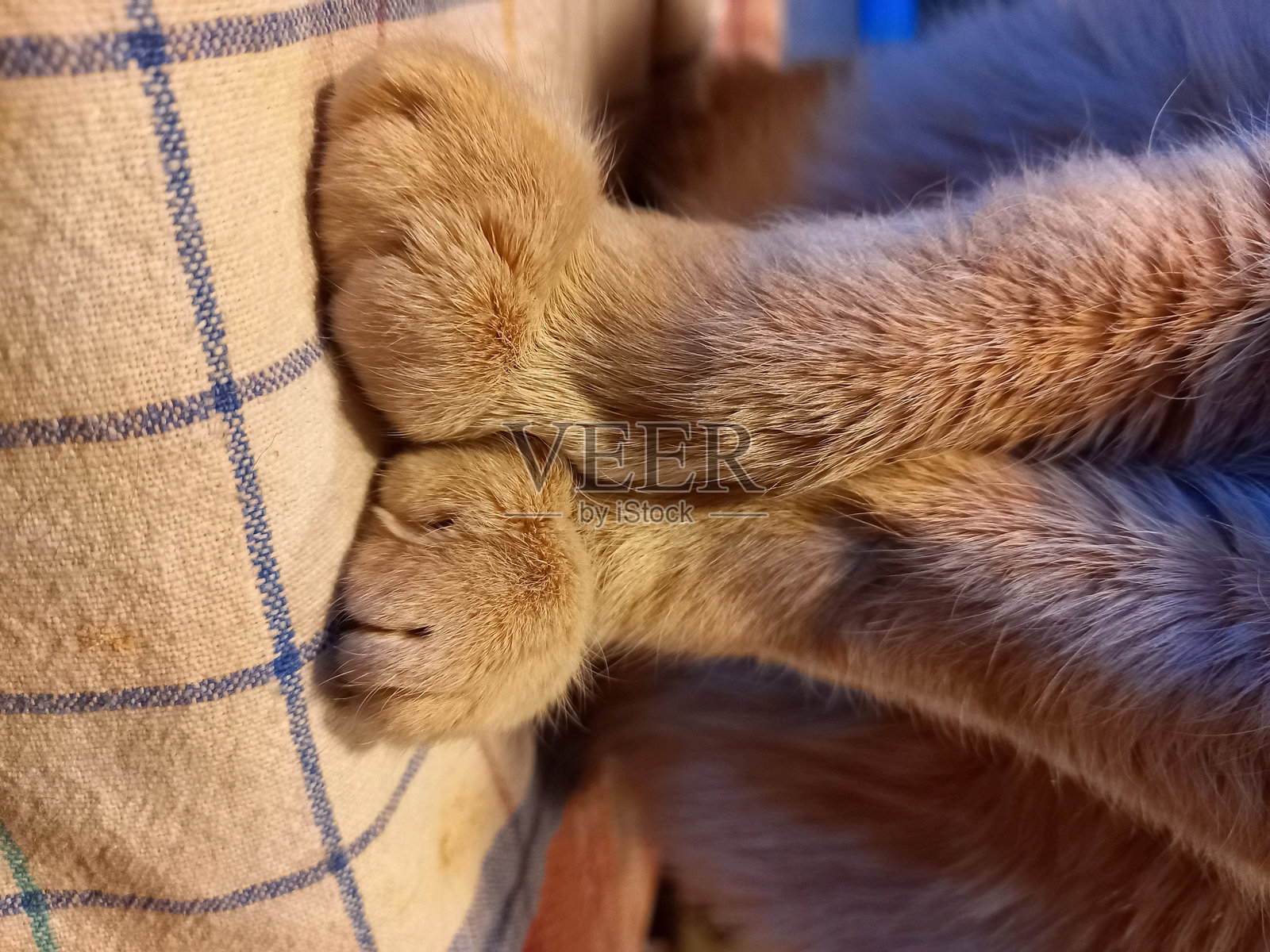 猫的前腿照片摄影图片