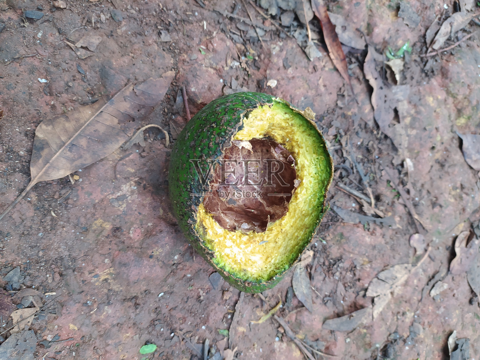 泥泞的地面上打开的鳄梨,没有种子照片摄影图片