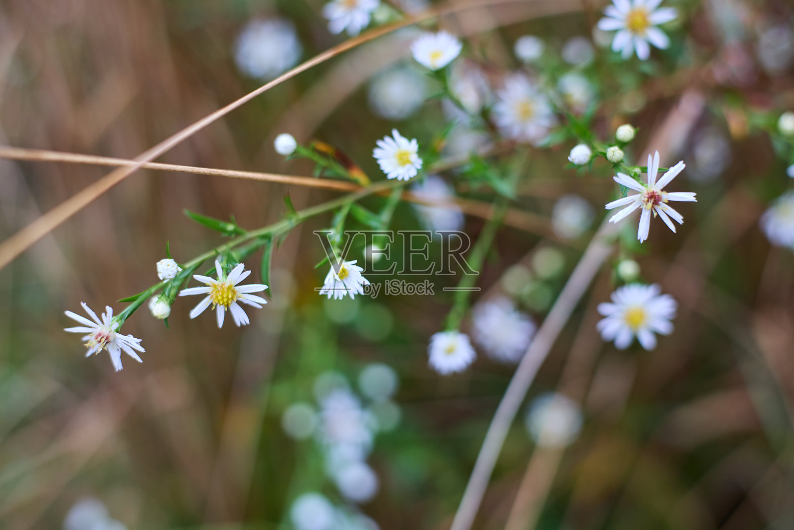 花朵特写照片摄影图片