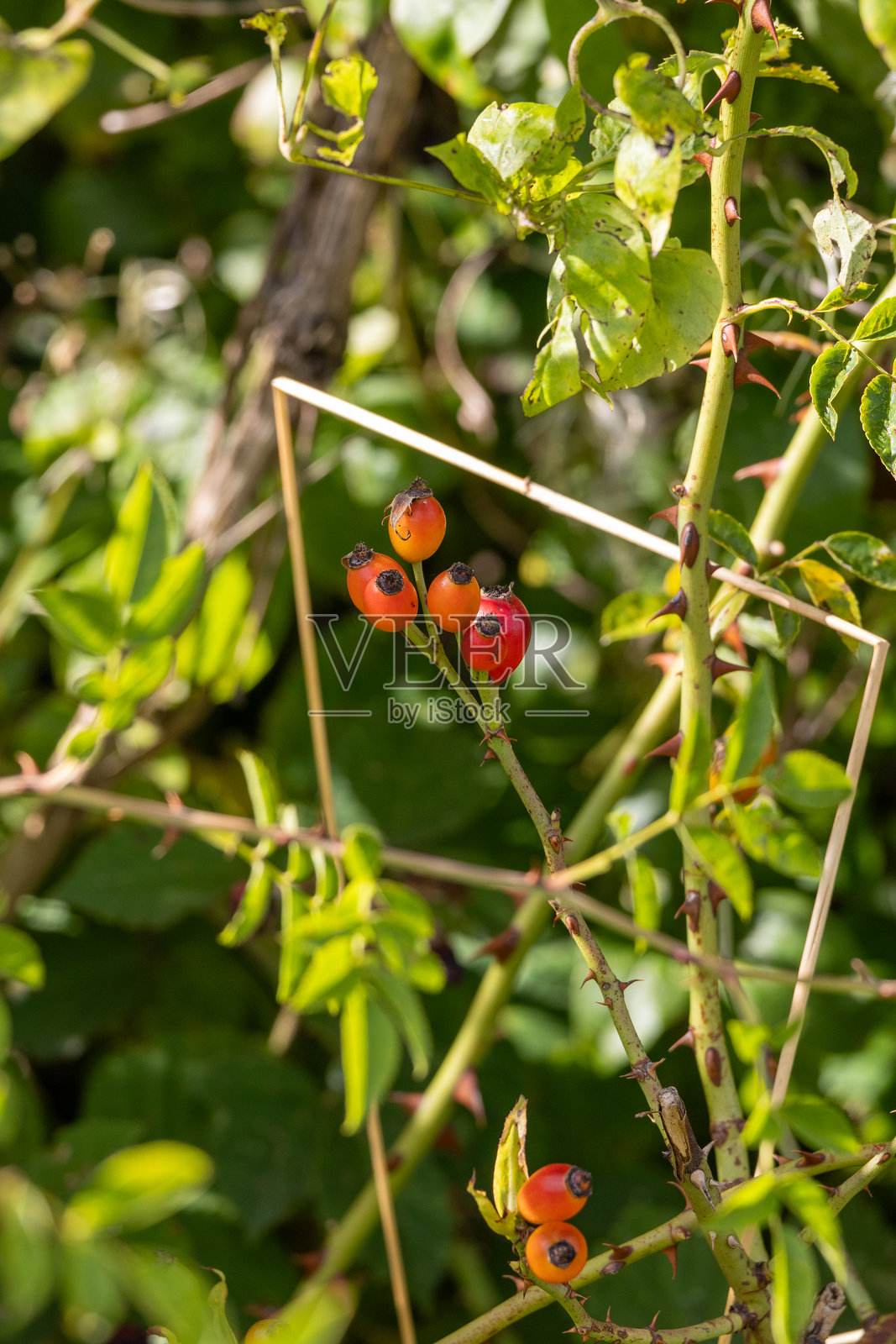 秋季玫瑰果灌木,果实 - 野玫瑰照片摄影图片