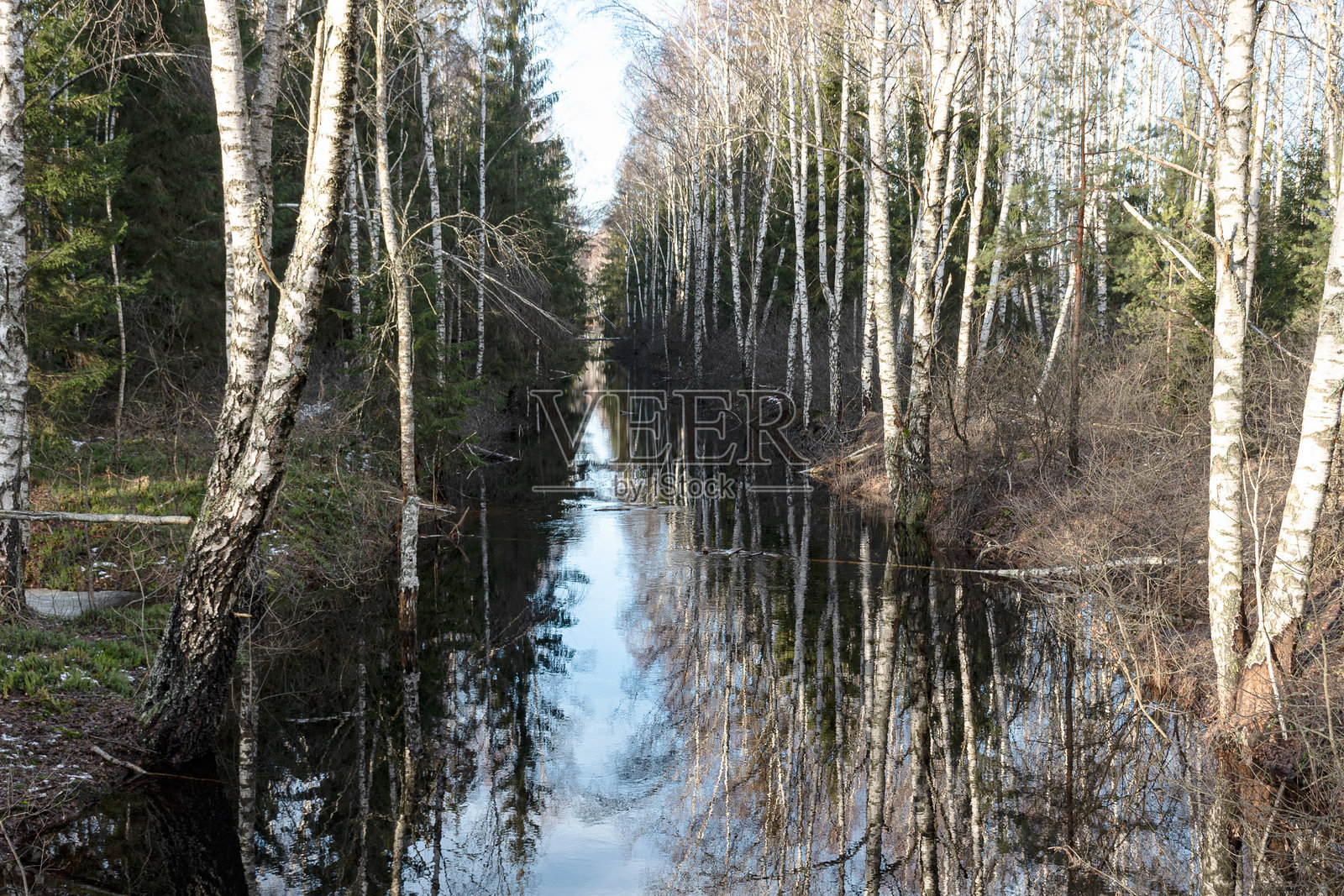 没有雪的冬季风景,沼泽沟渠,沟岸上的白桦树,倒影,塞达沼泽小径,拉脱维亚照片摄影图片