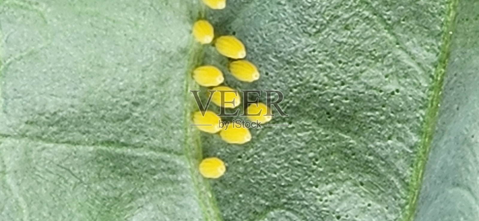 卷心菜蝶(Ascia monuste)在甘蓝(Brassica oleracea)叶子的背面成群产卵。这些小而呈黄色的卵在几天内孵化,孵化出贪吃的毛虫,迅速吞噬叶片。照片摄影图片