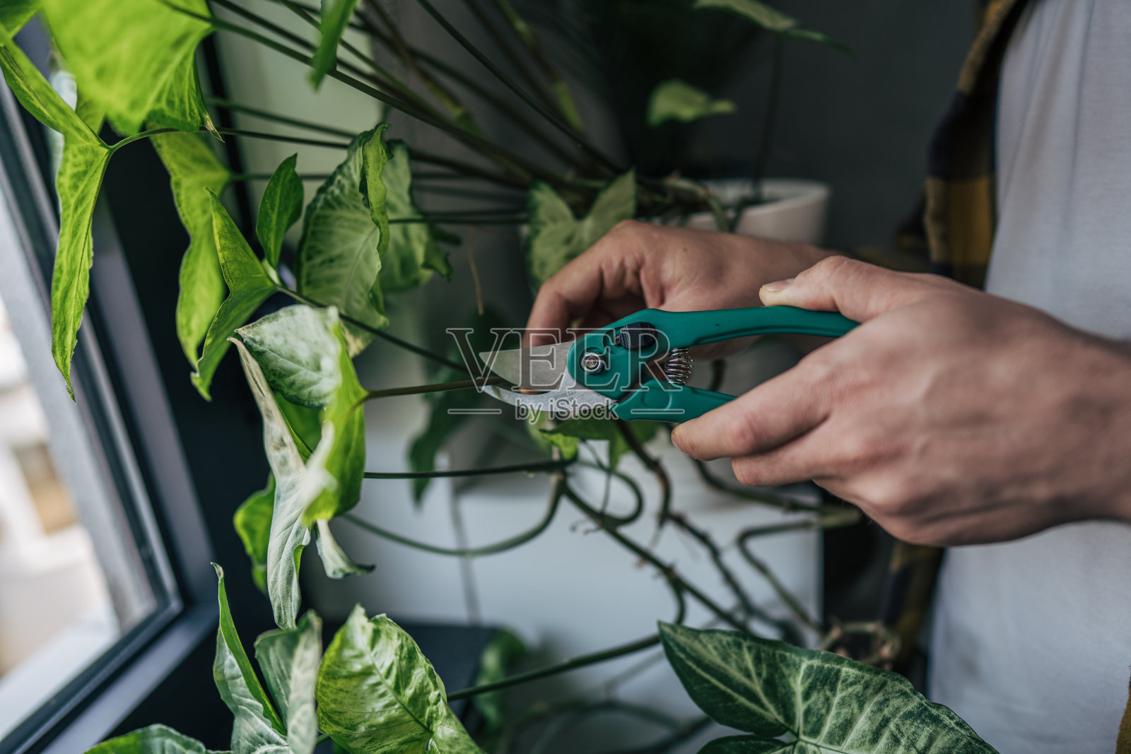 特写镜头展示了一位年轻男子在窗边小心修剪他的植物。他面露专注,手持一把剪刀,轻柔地修剪叶子或枝条,以保持植物的健康。照片摄影图片