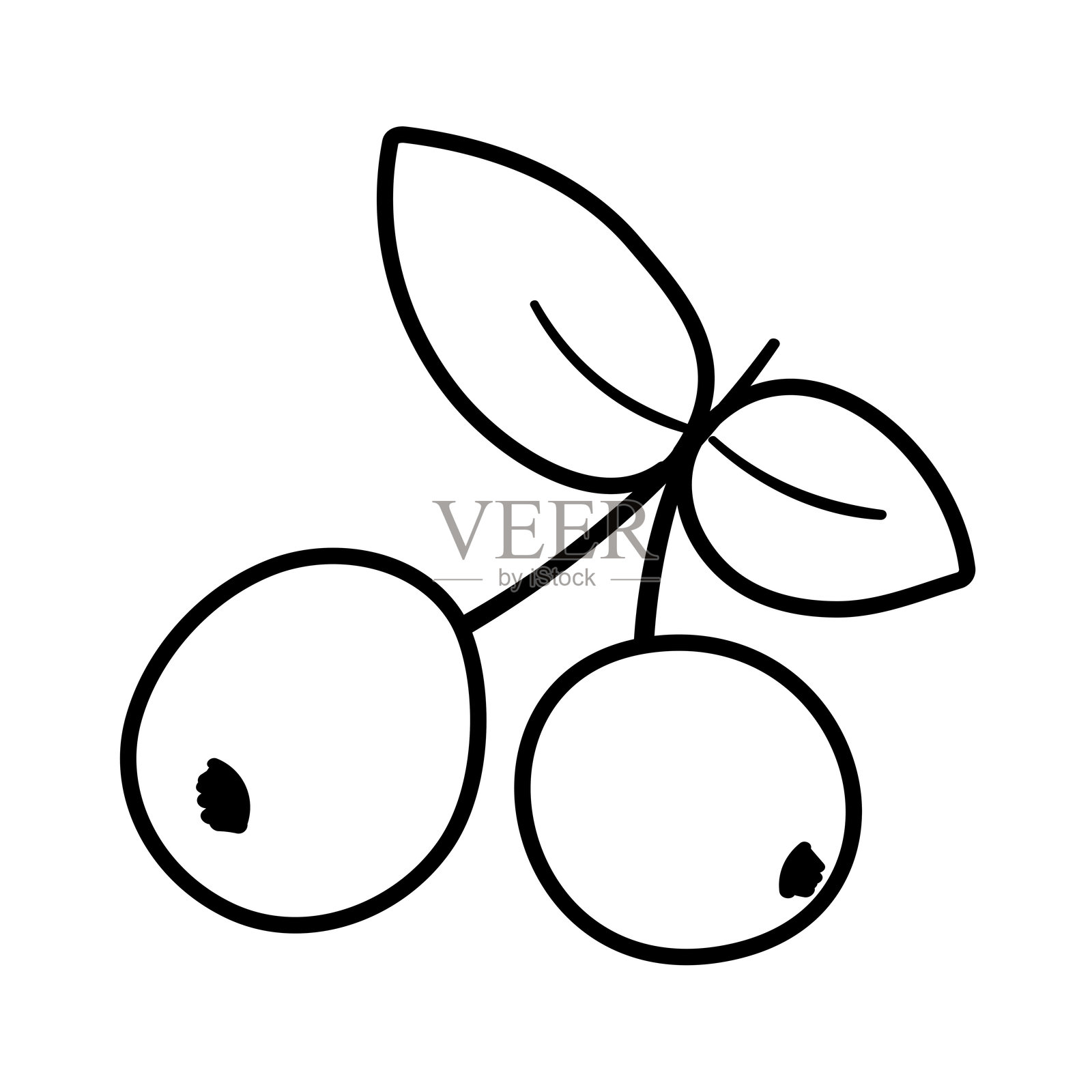 黑加仑。轮廓矢量孤立图标。插画图片素材