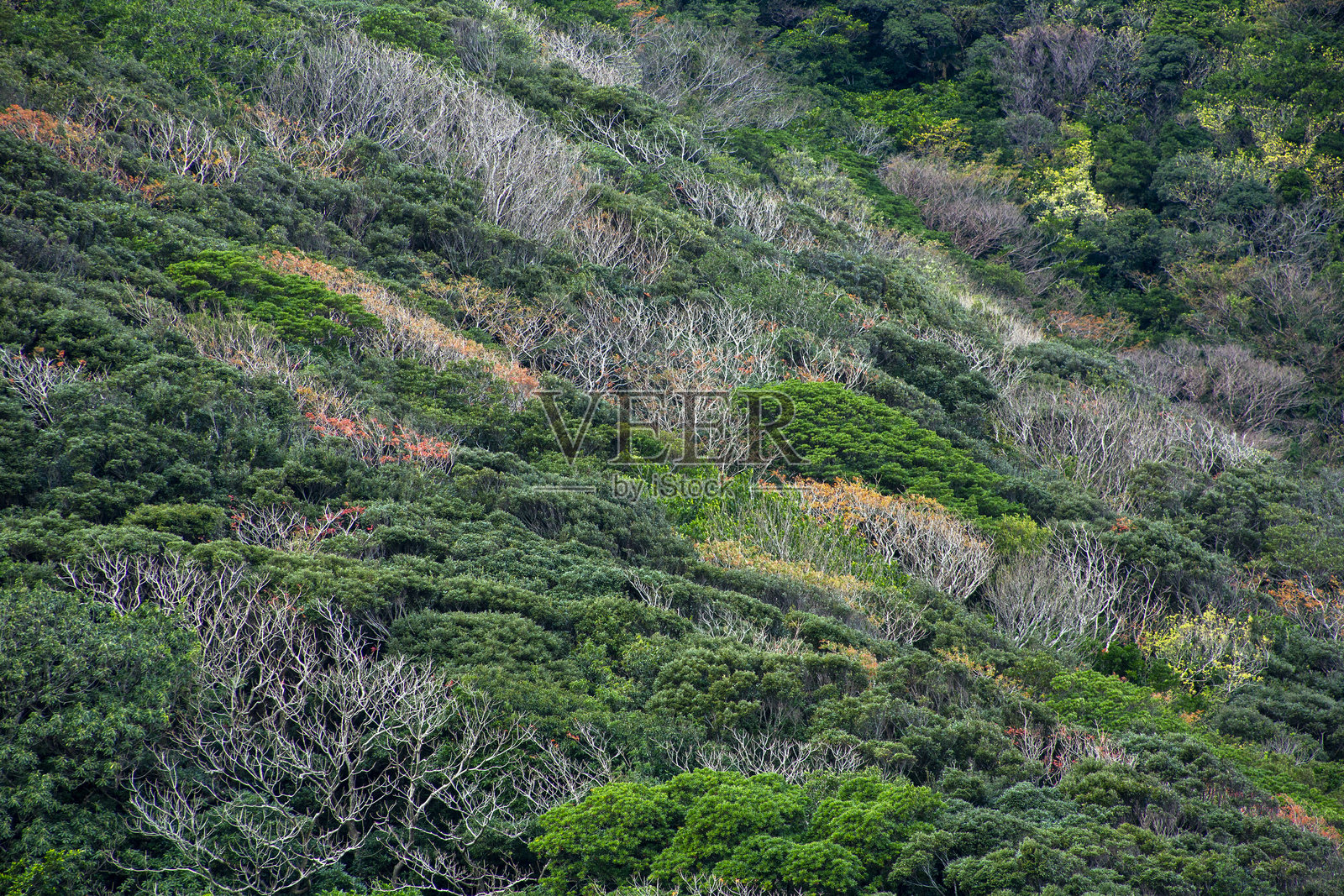 创意的奄美照片摄影图片