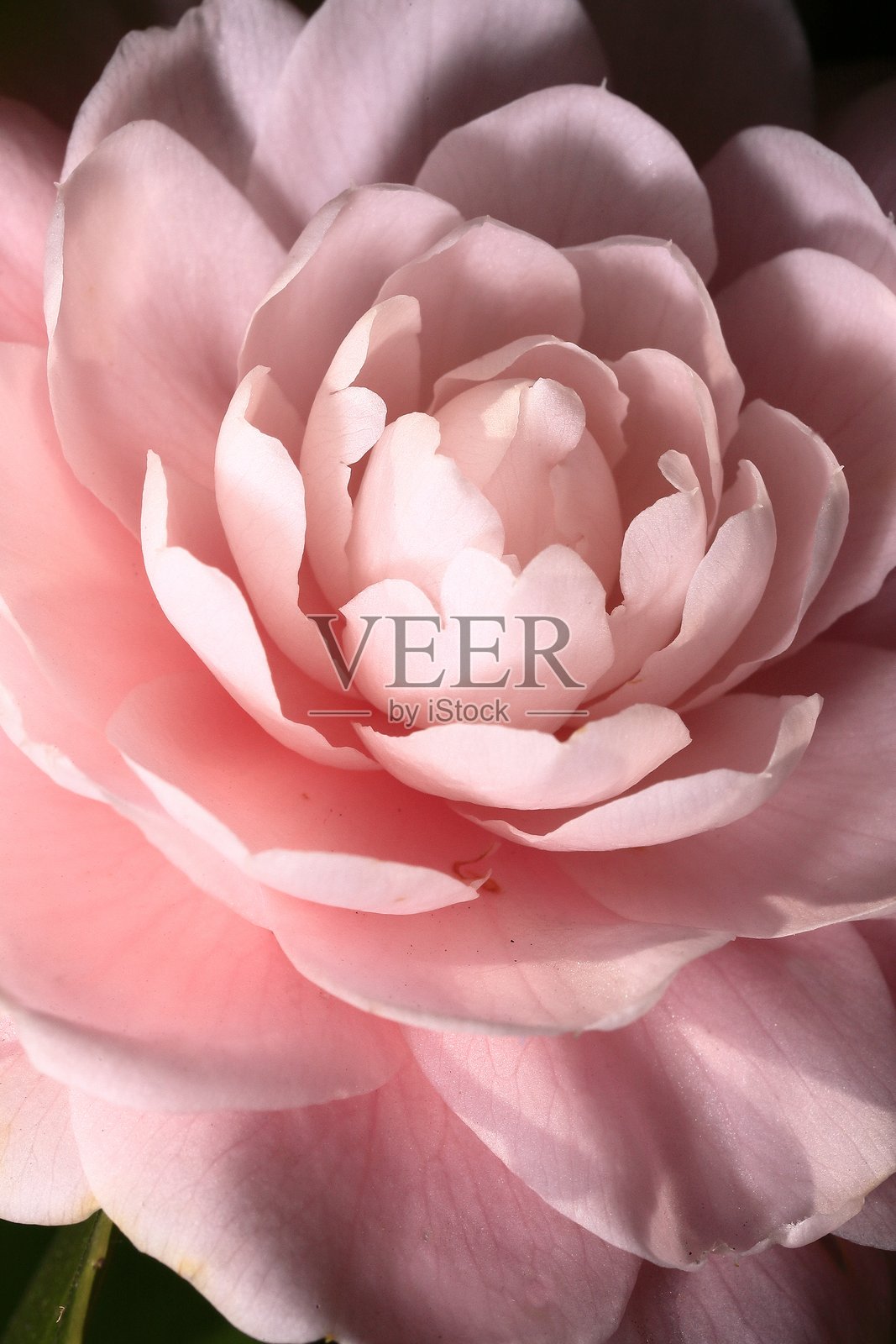 otome-山茶花照片摄影图片