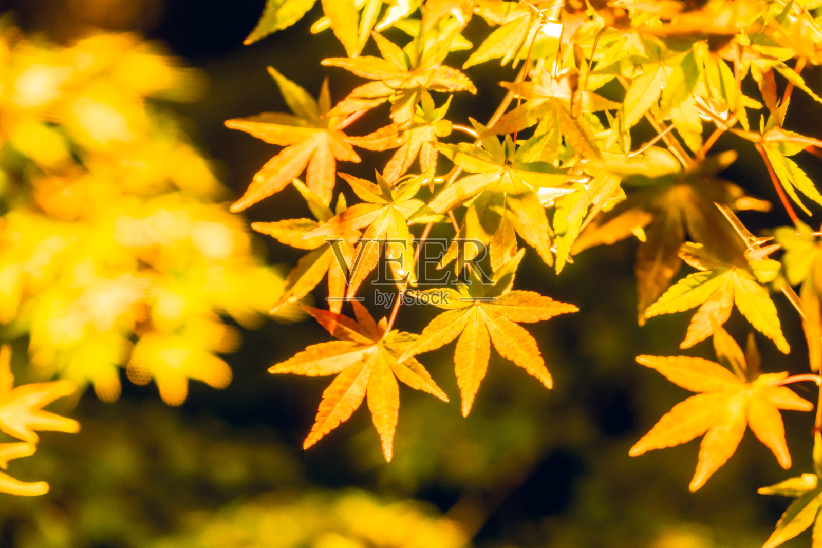 京都美丽的彩色树叶。照片摄影图片