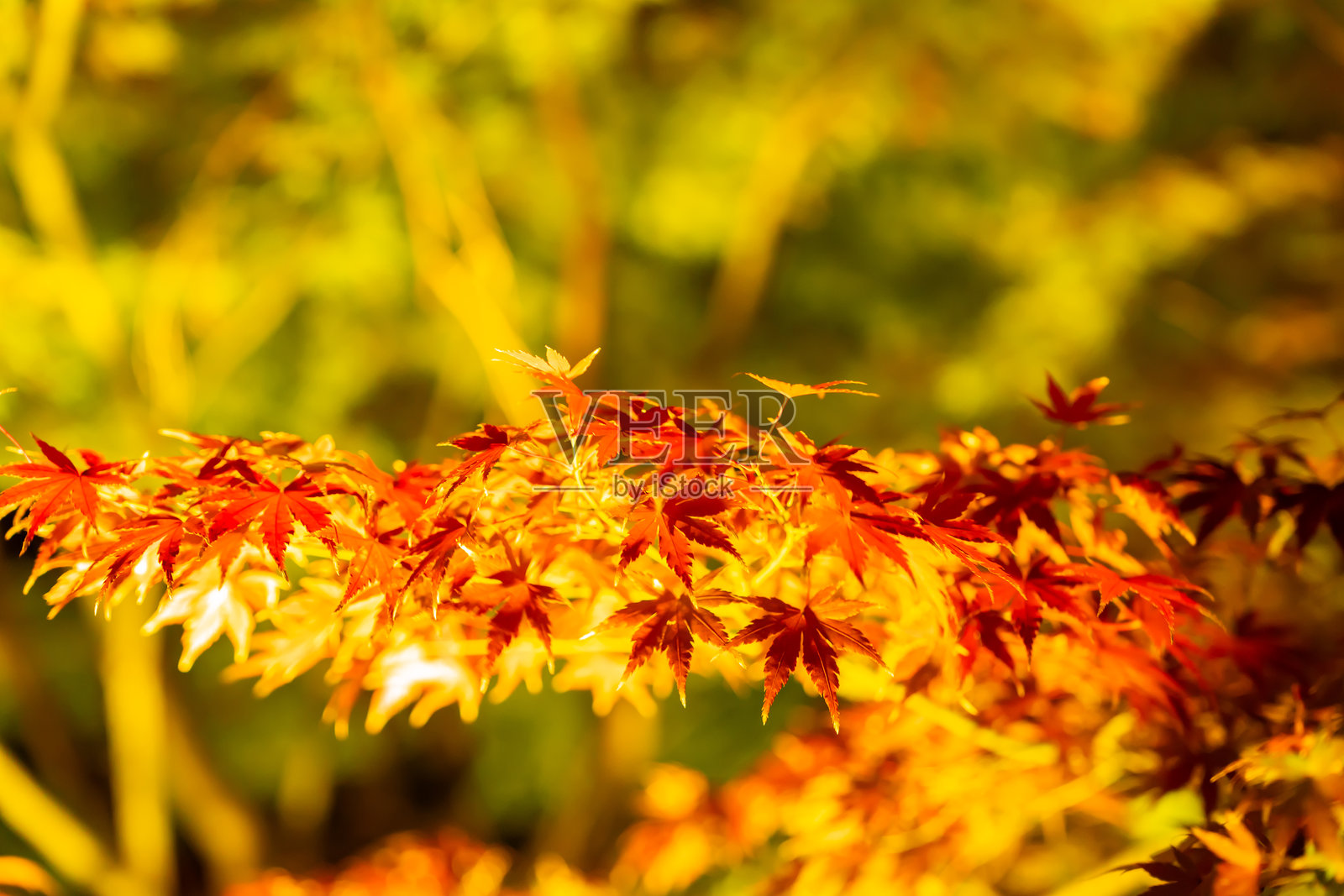 京都美丽的彩色树叶。照片摄影图片