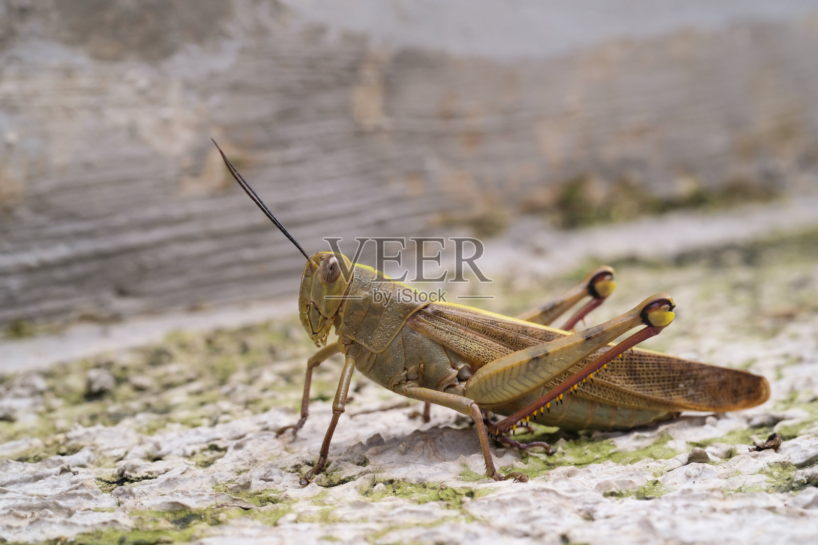 侧面特写的刺草蝗虫照片摄影图片