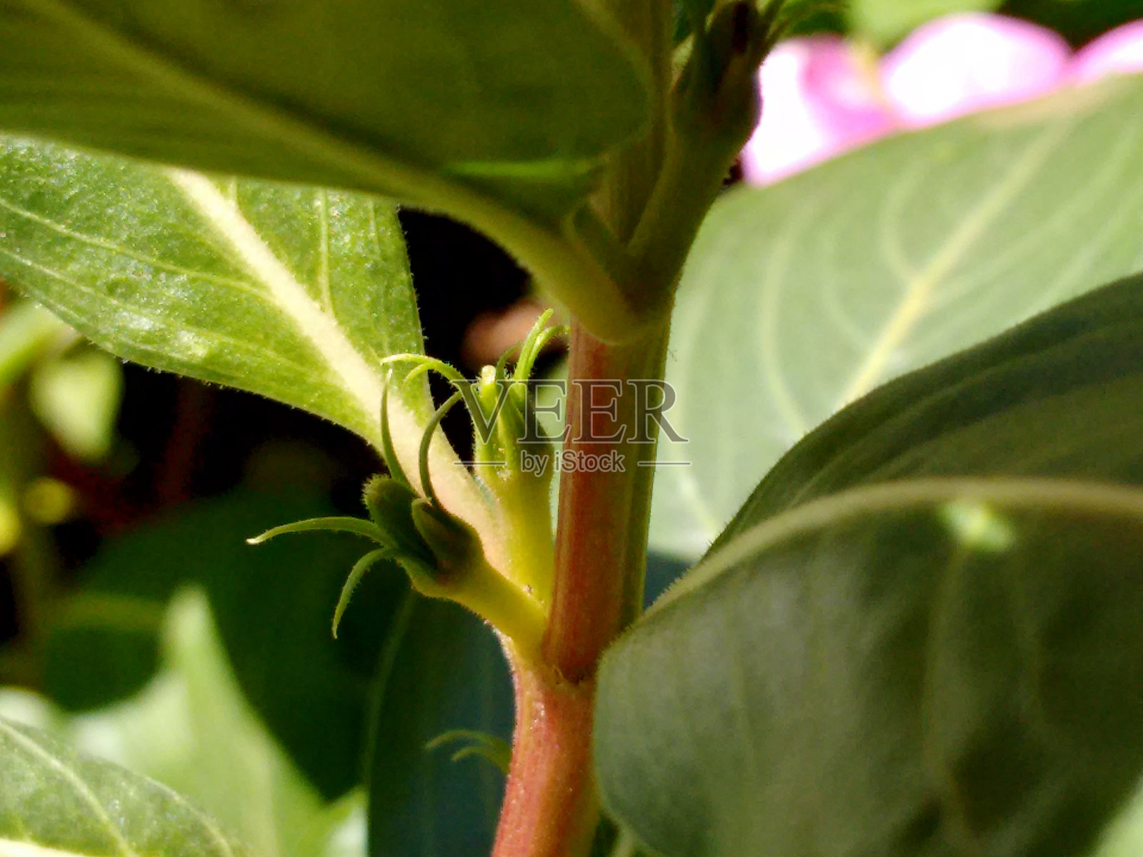 在长春花果实的早期阶段,它小而绿色,刚在开花后开始形成。果实仍然缺乏最终形状,是一个逐渐发展的微小芽,经历不同的阶段。照片摄影图片