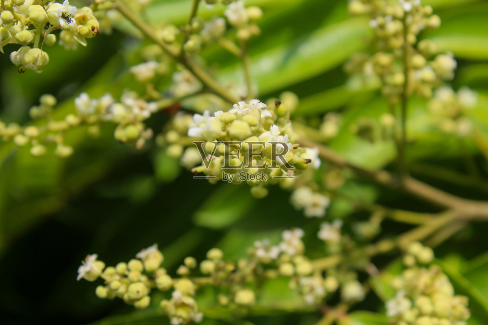 龙眼植物开花照片摄影图片
