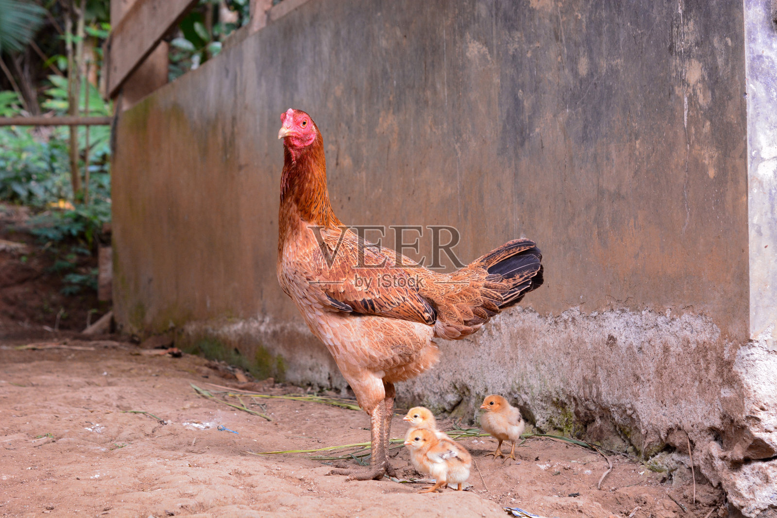 鸡、农场和农业在草地、田野或户外自由放养,适合有机或可持续农场。禽类、鸟类或动物在自然中共同提供蛋白质、肉类或作为宠物,促进可持续发展。照片摄影图片