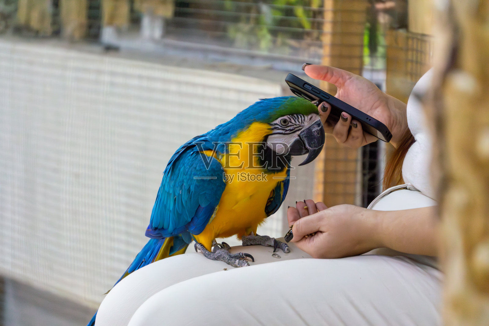 一只大型的金刚鹦鹉坐在穿白色裤子的女人腿上,从一个人的手中进食。这只驯化的野鸟从手掌中吃谷物。女人在喂鹦鹉,手中拿着智能手机。照片摄影图片