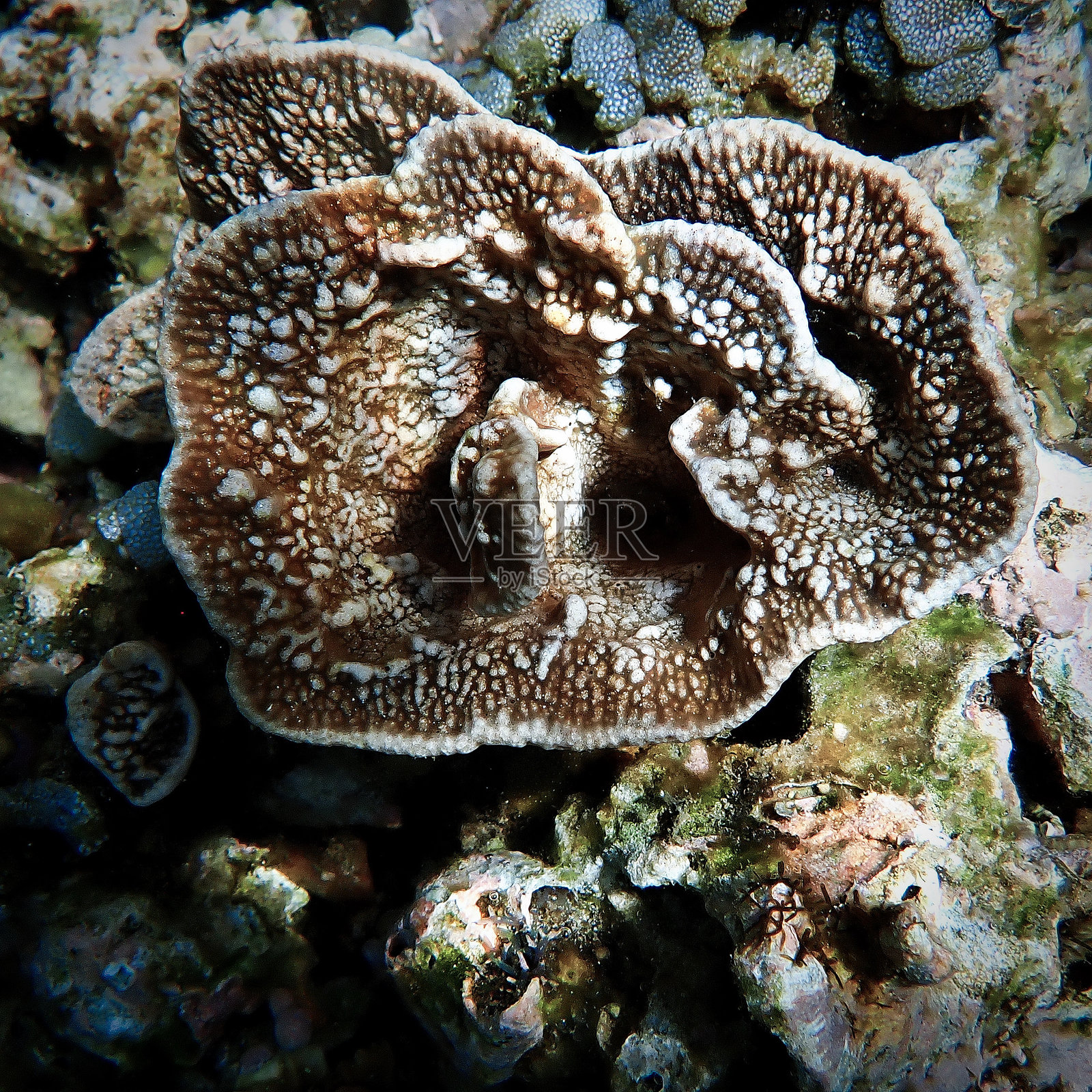 美丽的珊瑚礁照片摄影图片