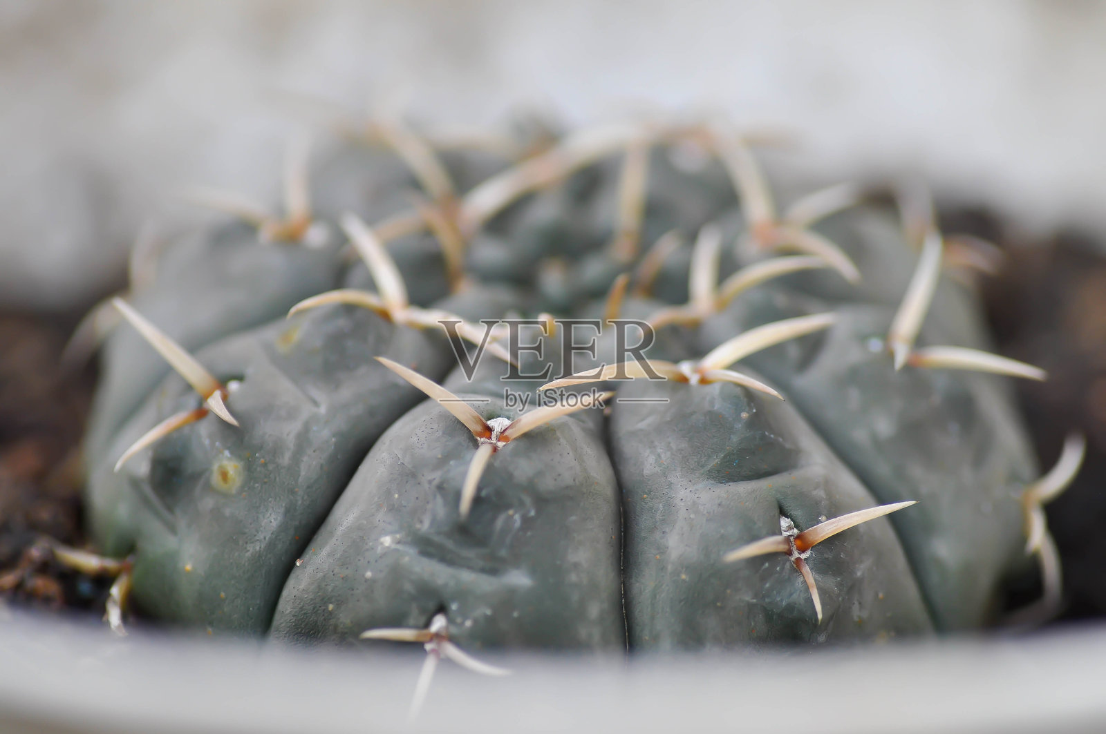 星状球属或图卡沃肯星状球属,星状球属的亚种或仙人掌照片摄影图片