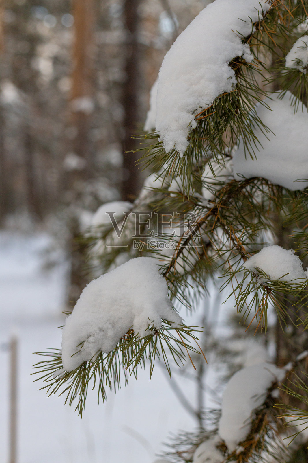 冬季冰霜覆盖的美丽雪林照片摄影图片