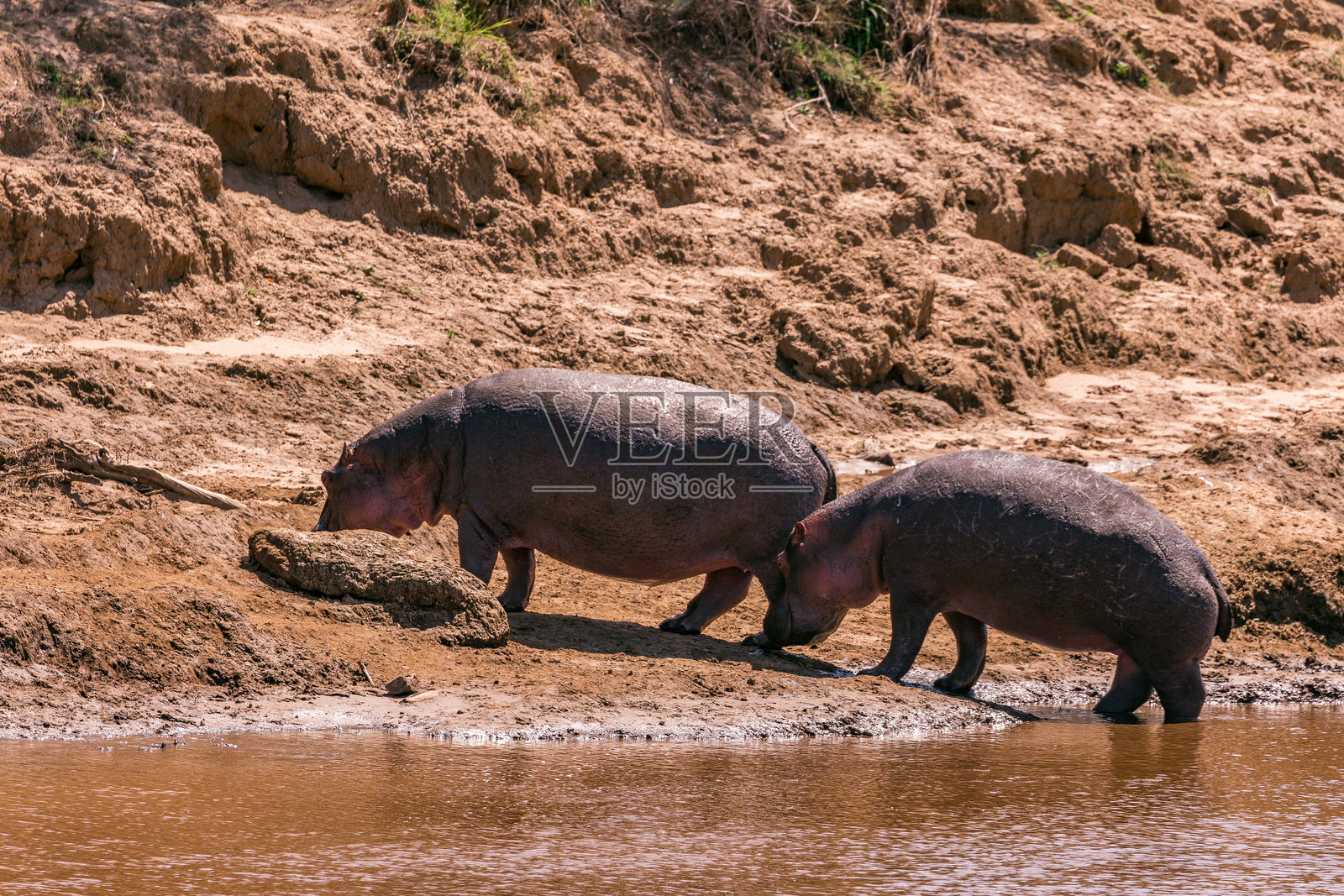 河马在马赛马拉国家保护区大裂谷马拉三角洲,肯尼亚东非的草原荒野中。照片摄影图片