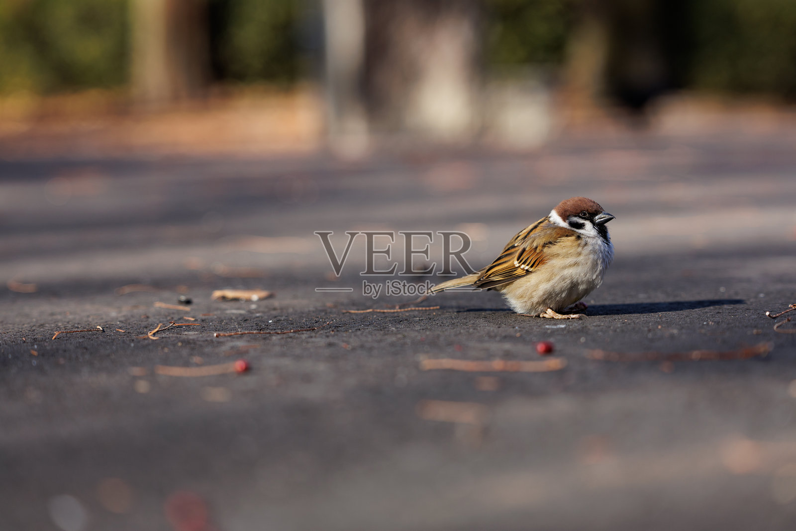 一只毛茸茸的麻雀栖息在温暖的人行道上照片摄影图片