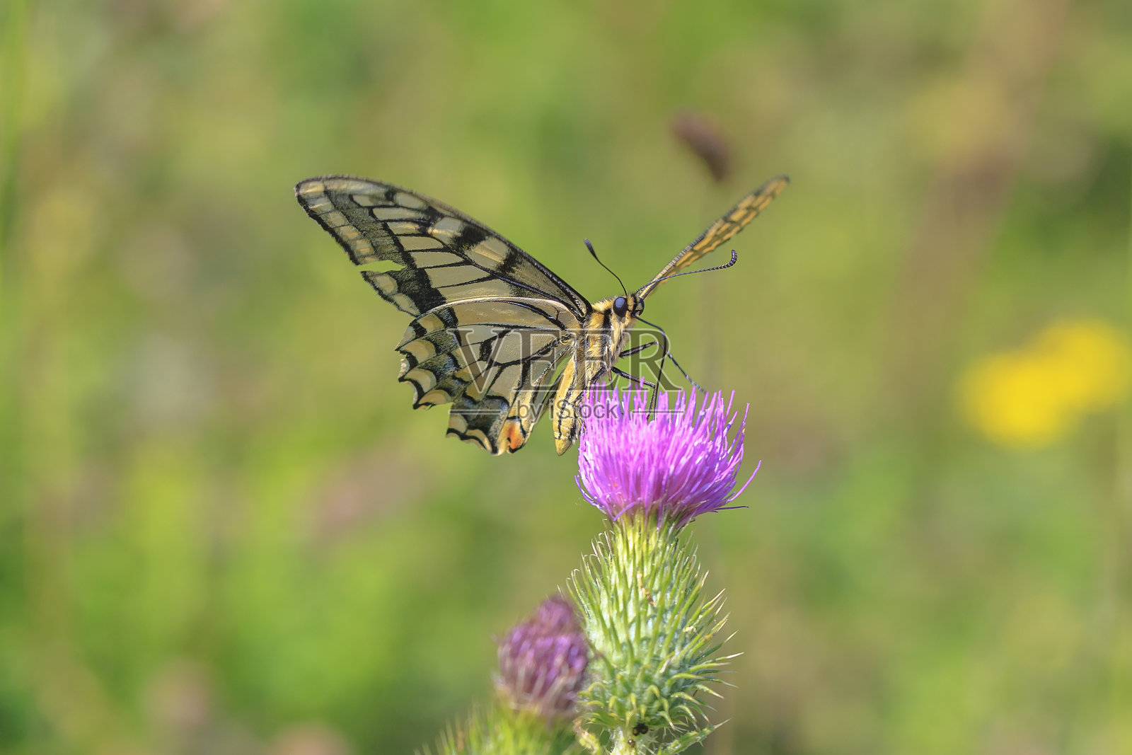 古老的世界燕尾蝶,也称为常见的黄色燕尾蝶,学名为Papilio machaon,正在吸食紫色蓟花的花蜜。照片摄影图片