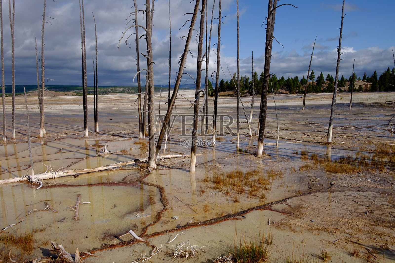 黄石国家公园 - 穿着白色袜子的枯树照片摄影图片