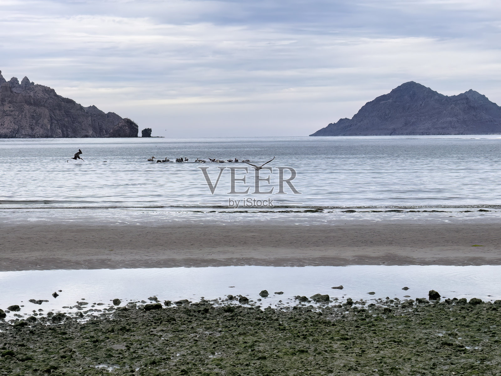 在墨西哥洛雷托的科尔特斯海或加利福尼亚湾上的鸟类照片摄影图片