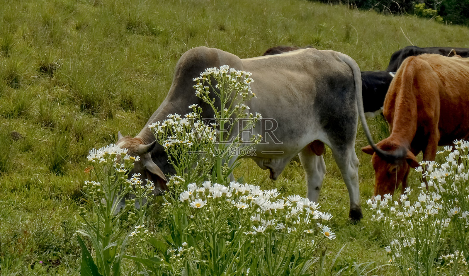 牛群在吃草照片摄影图片