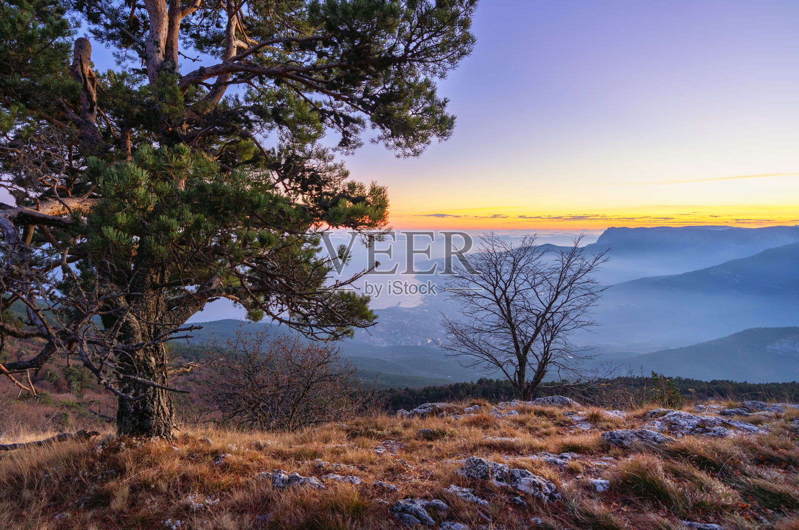 落日透过山顶松树的枝叶洒下光辉,突显出自然之美。照片摄影图片