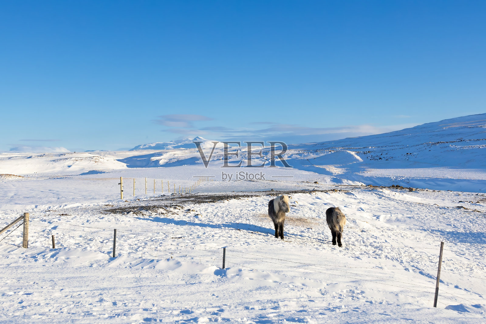冰岛马与牛群照片摄影图片
