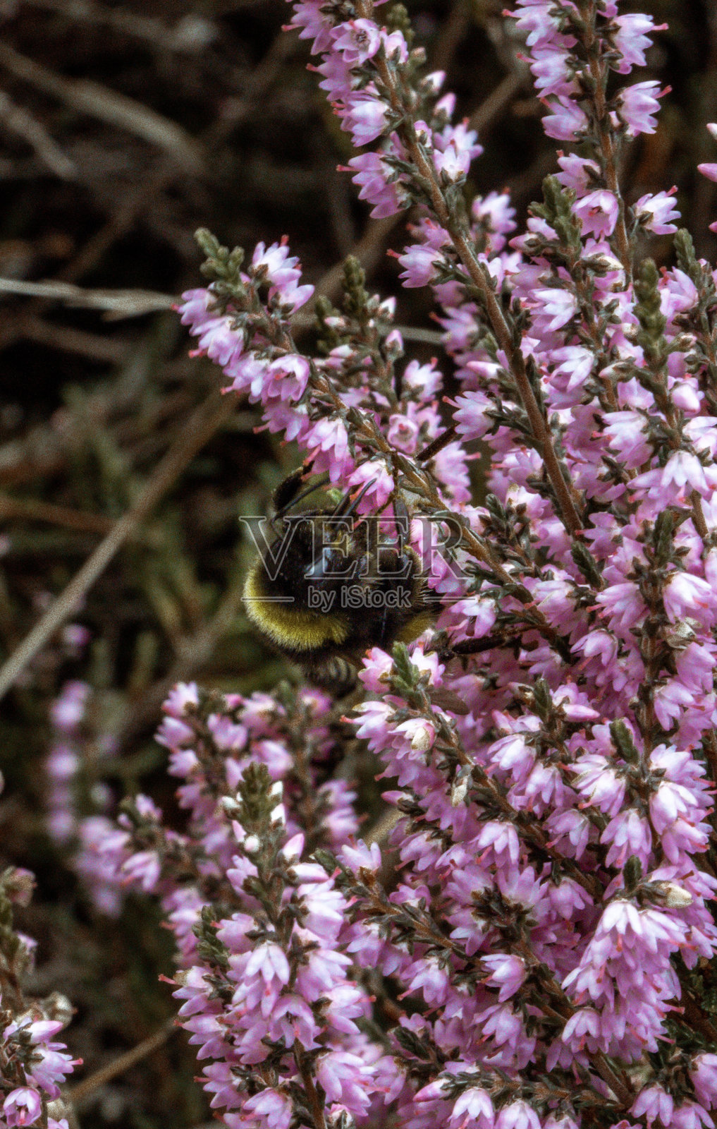 蜜蜂花朵照片摄影图片