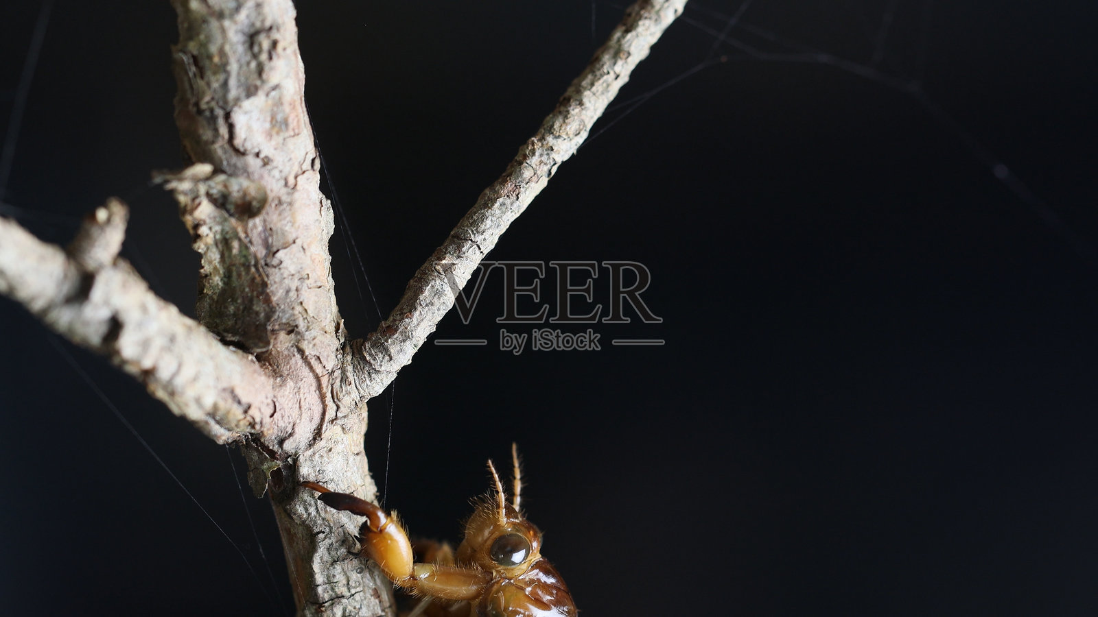 大型棕色蝉照片摄影图片