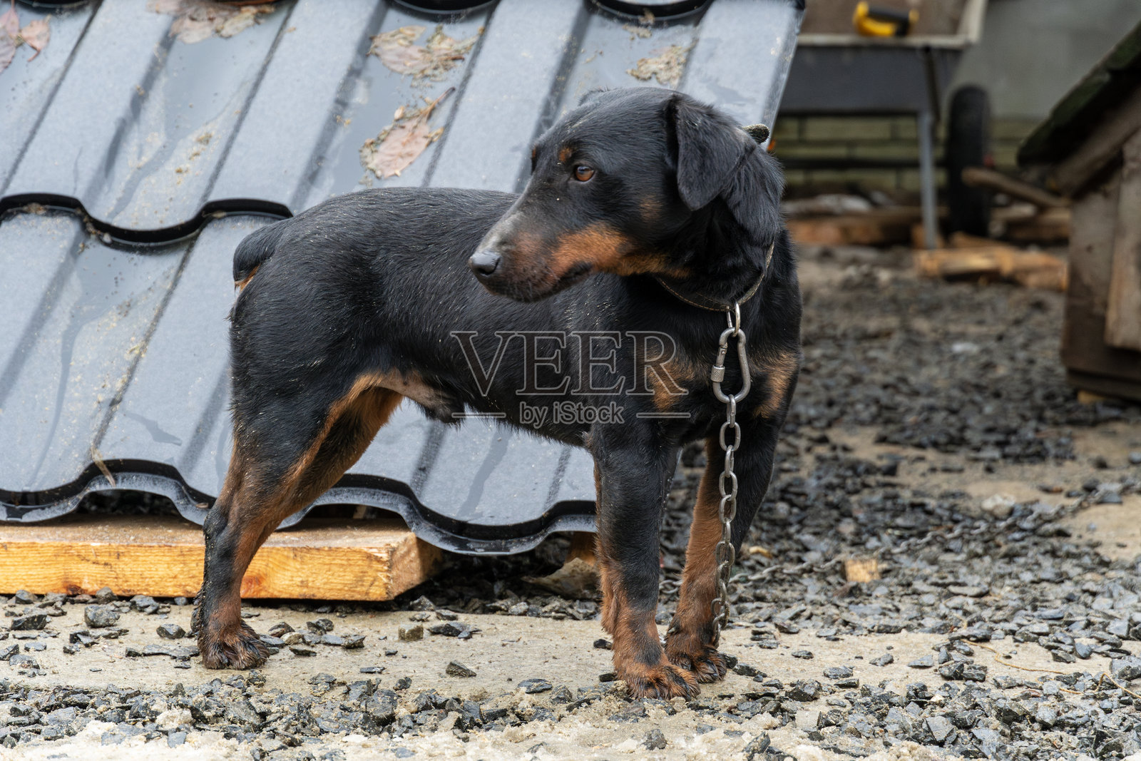 猎犬犬种在院子里照片摄影图片