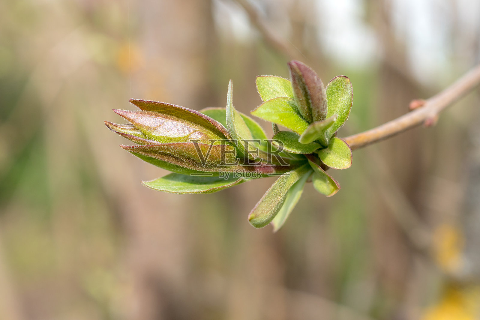 春日里的丁香枝条照片摄影图片