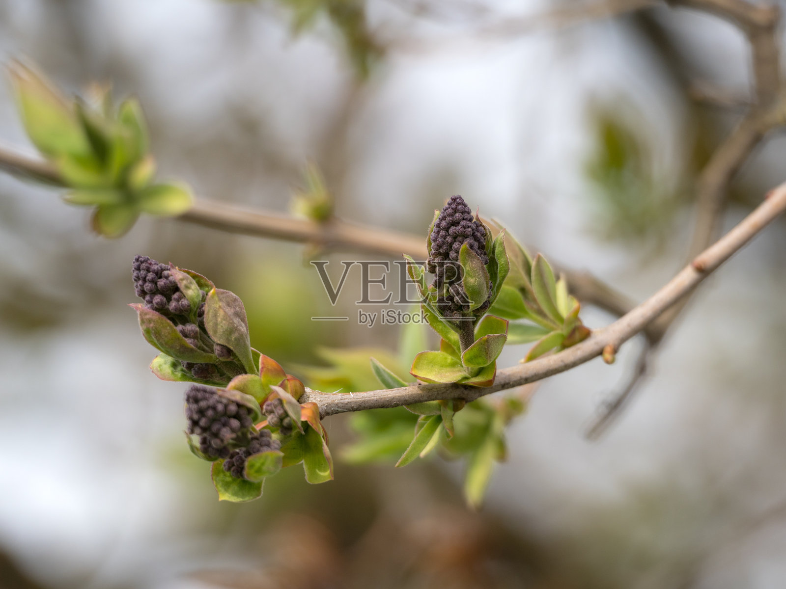 紫丁香枝的特写照片摄影图片