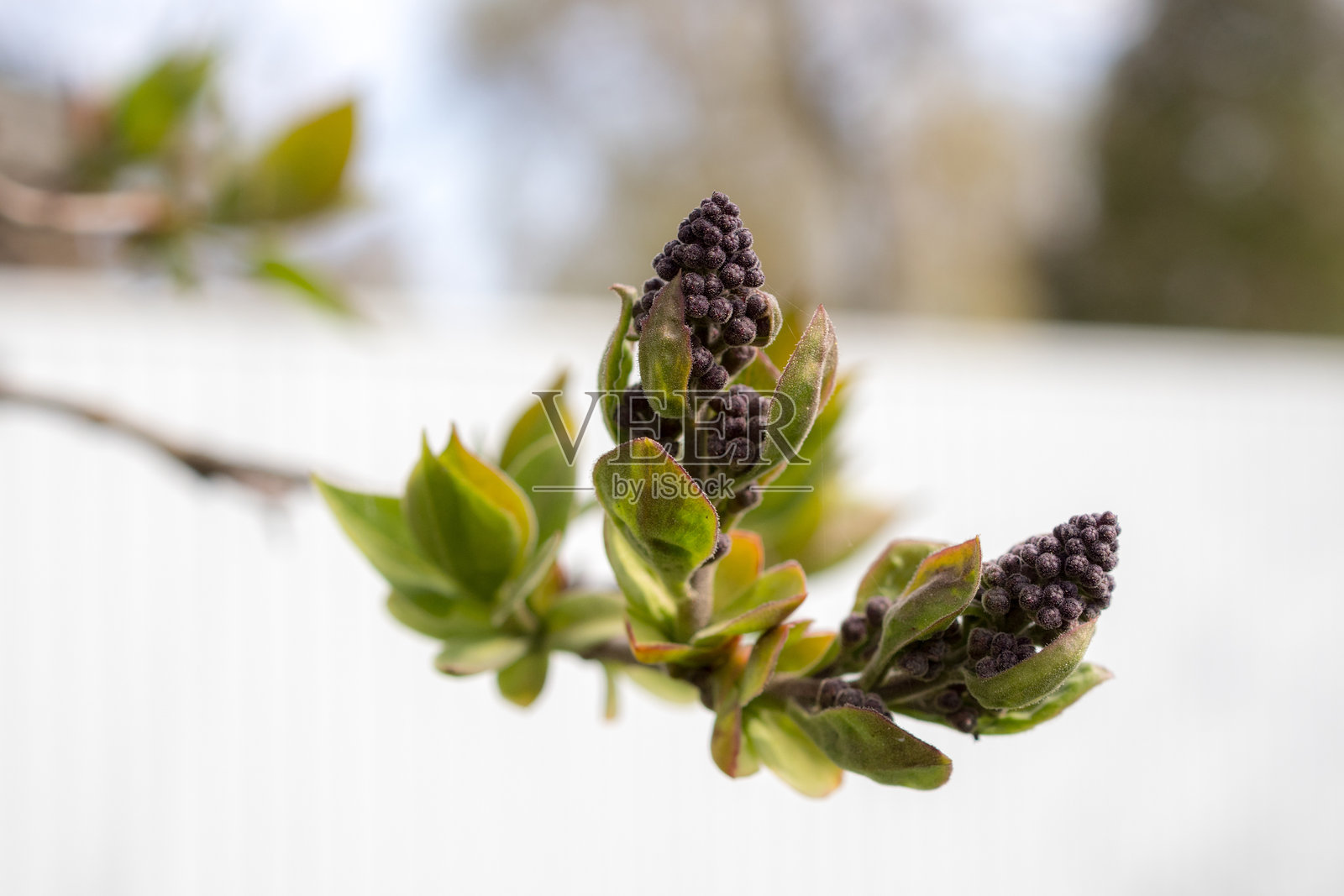 春天的紫丁香特写照片摄影图片