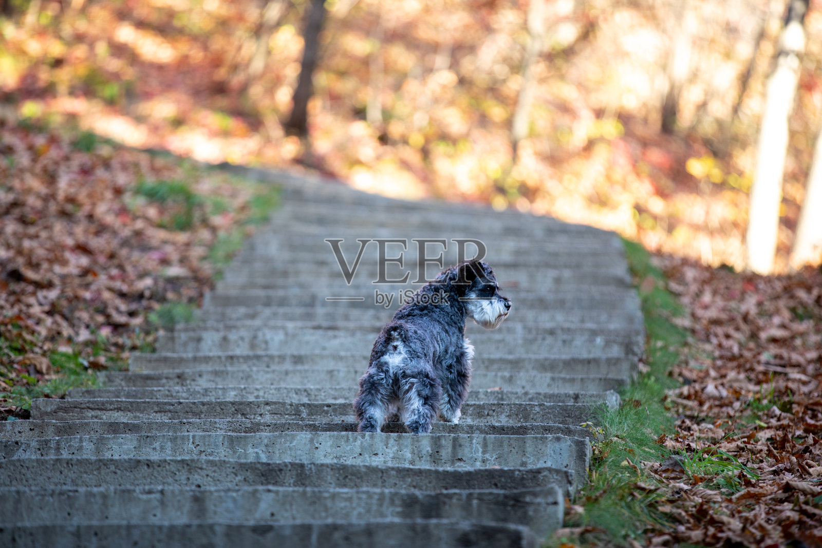 秋天森林中玩耍的宠物狗照片摄影图片