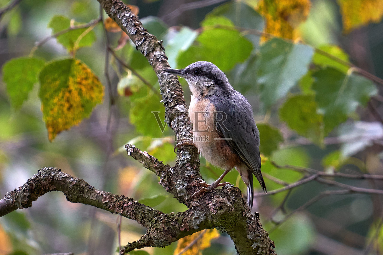 色彩斑斓的鸣禽栖息在自然户外环境中的树枝上照片摄影图片