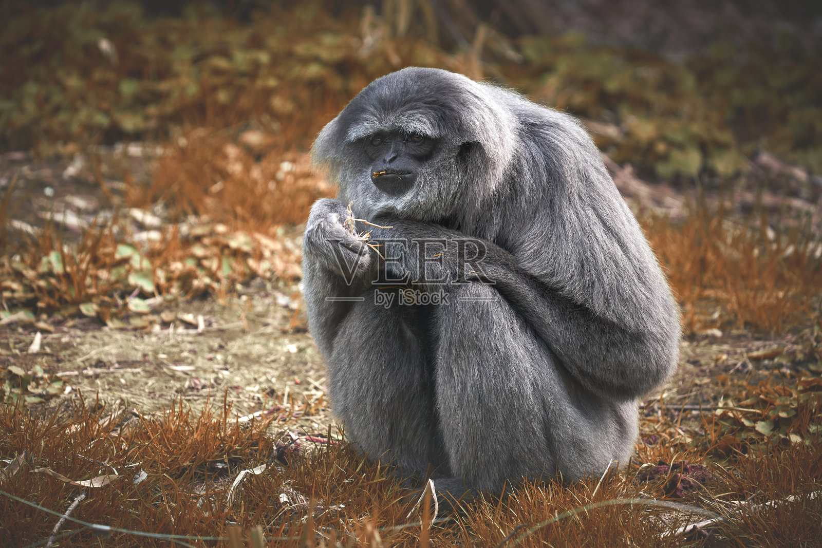 灰色长臂猿在森林环境中沉思照片摄影图片