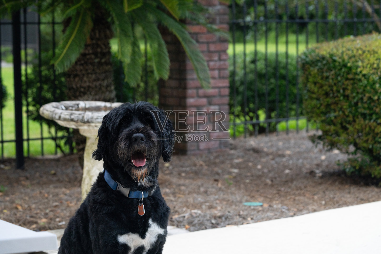 花园里的狗照片摄影图片