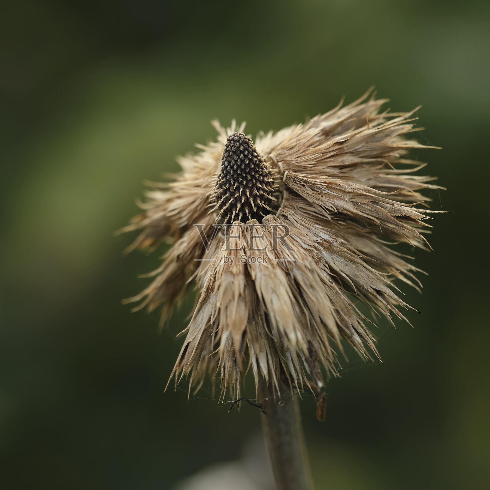 枯萎的紫锥花特写,背景为模糊的绿色。照片摄影图片