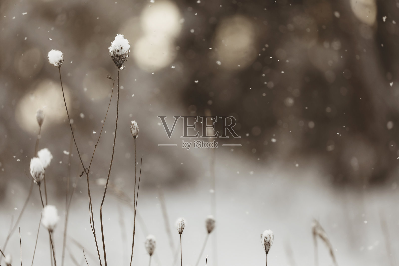 冬季的安妮女王蕾丝花照片摄影图片