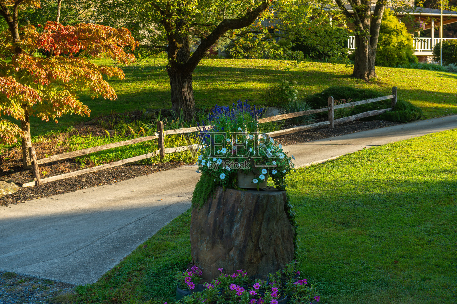树桩上的花朵照片摄影图片