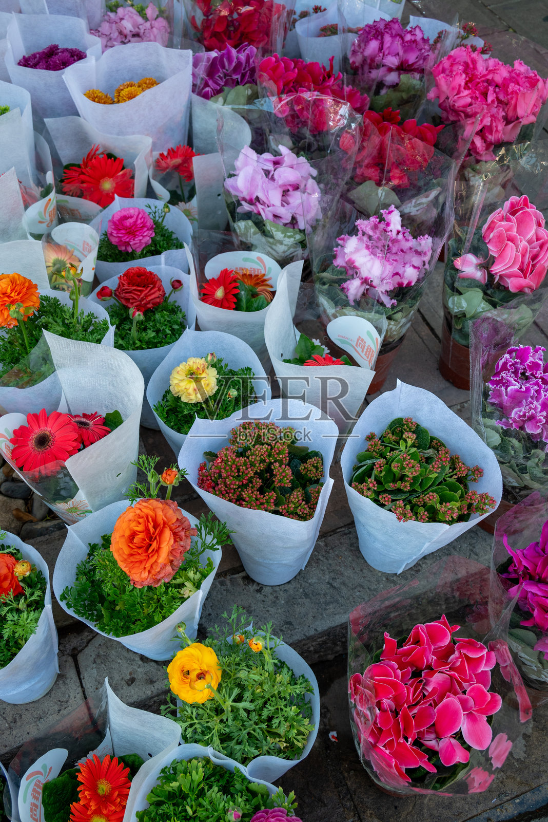 盆栽花卉植物照片摄影图片